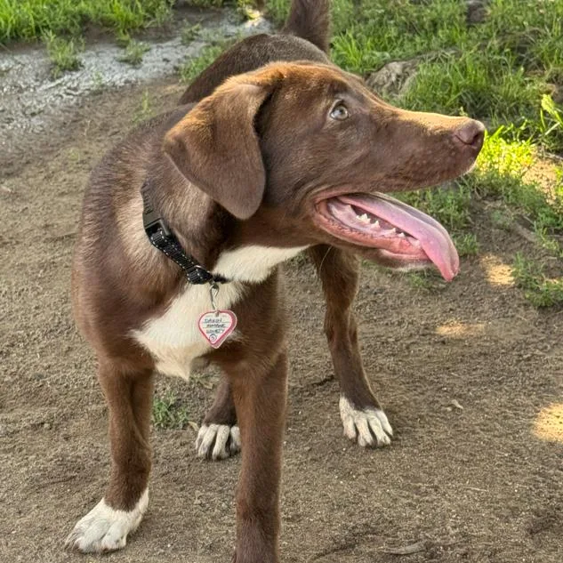 A baby medium-sized female Brown / Chocolate Labrador Retriever dog named Nova for adoption in Springfield, MA