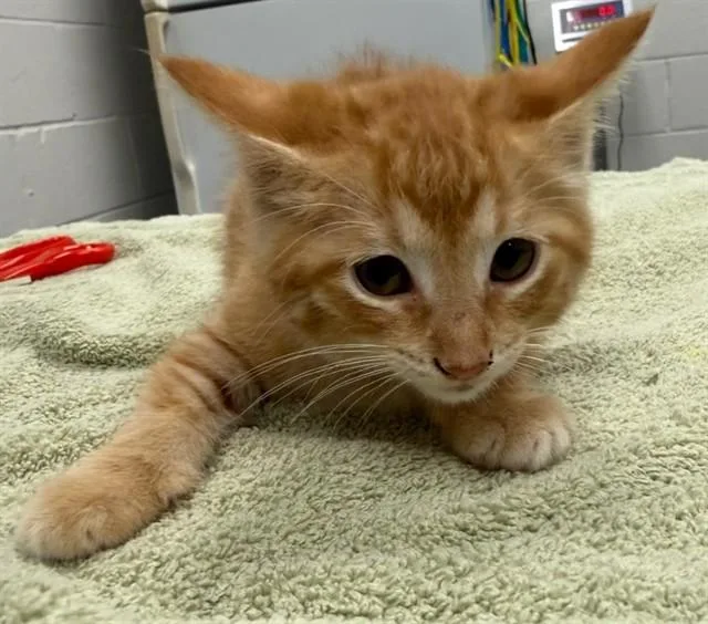 A baby small-sized female Domestic Short Hair cat named Florence Tator Tot for adoption in Peoria, IL
