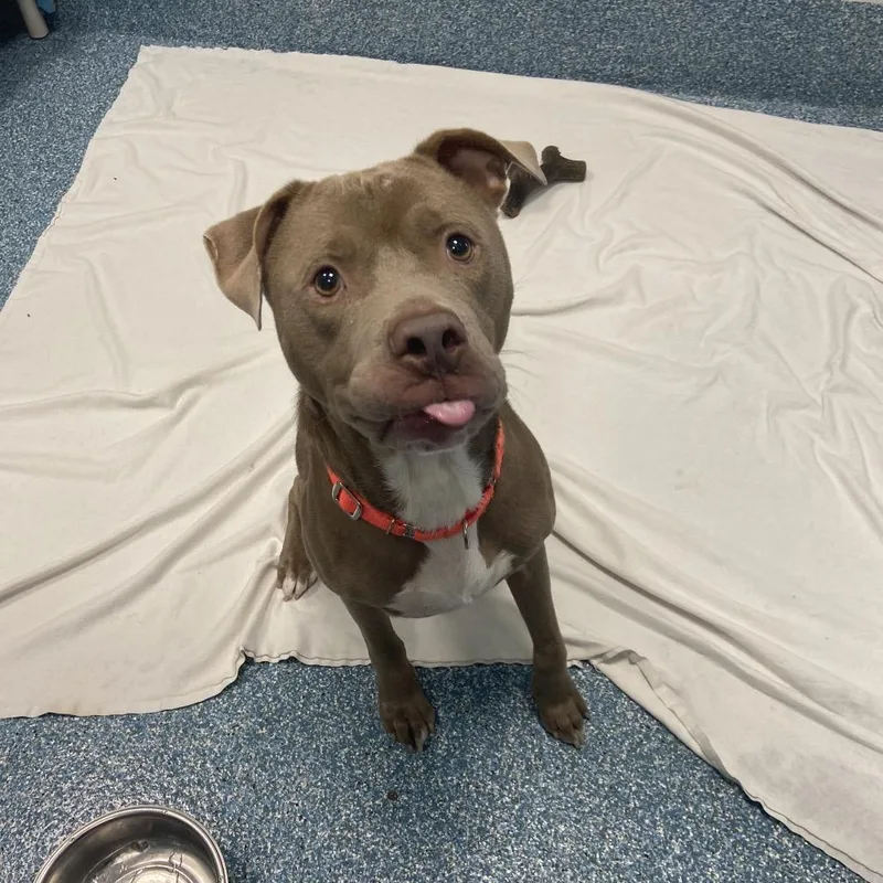 An adult medium-sized male Gray / Blue / Silver Pit Bull Terrier dog named Buckles for adoption in Greensboro, NC