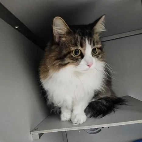 Gizmo