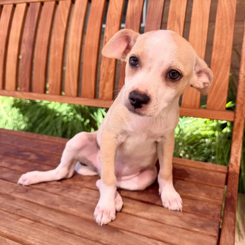 A baby small-sized male Chihuahua dog named Marvin for adoption in Agoura Hills, CA