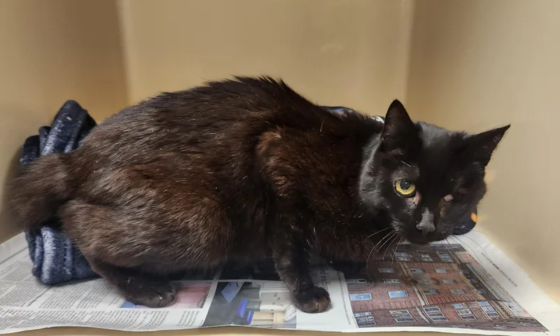 A senior medium-sized female Black Domestic Short Hair cat named Lotus for adoption in Clayton, NJ