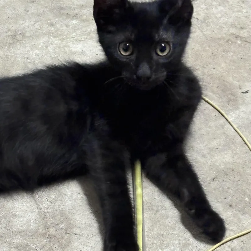 A baby medium-sized male Black Domestic Short Hair cat named Logan for adoption in Houston, TX
