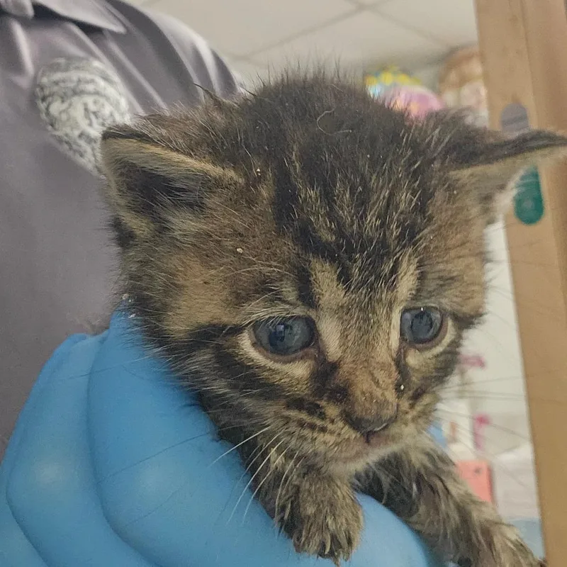 A baby small-sized male Gray / Blue / Silver Domestic Short Hair cat named Ronnie Raymond for adoption in Philadelphia, PA