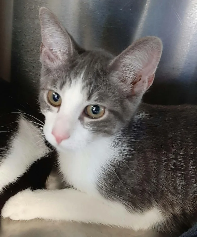 A young medium-sized male Domestic Short Hair cat named Deetz for adoption in Georgetown, OH