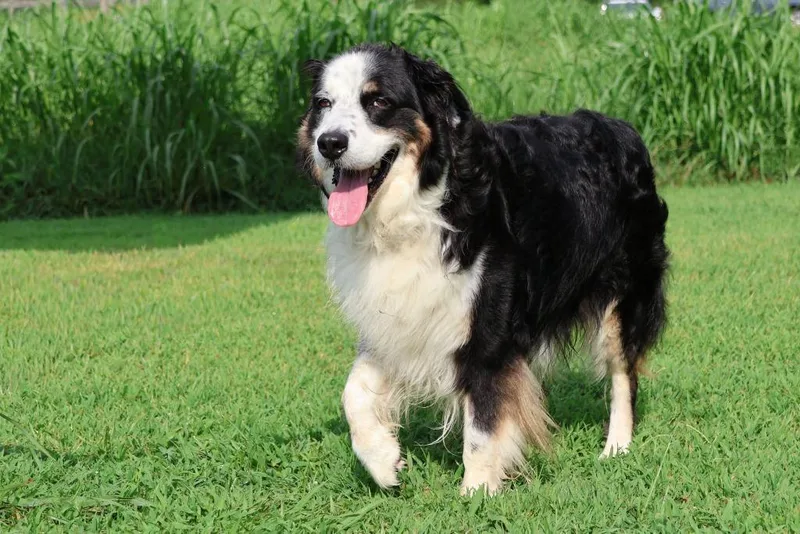 An adult large-sized male Mixed Breed dog named Hank for adoption in Columbia, TN