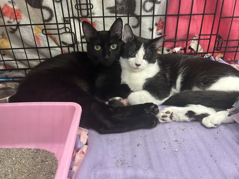 An adult medium-sized female Black Domestic Short Hair cat named Artemis for adoption in Gardena, CA