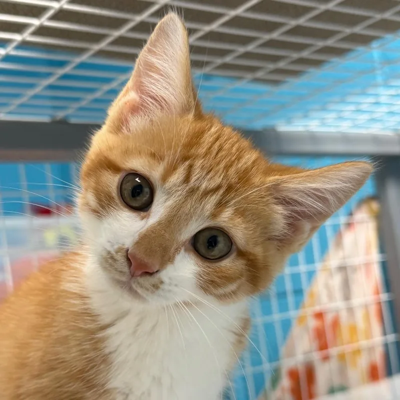 A baby small-sized female Buff / Tan / Fawn American Shorthair cat named Peanut Butter for adoption in Troy, VA