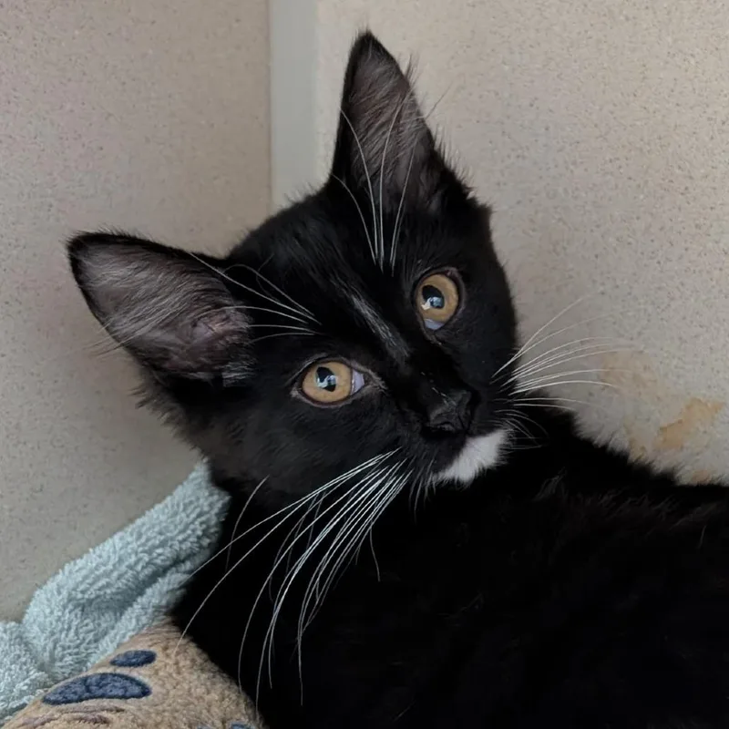 A baby small-sized female Black Domestic Short Hair cat named Lavender Honey for adoption in Tacoma, WA