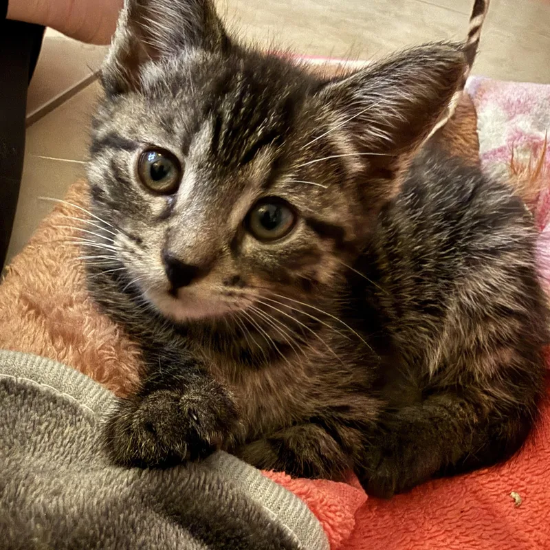 A baby medium-sized female Tabby (Brown / Chocolate) Domestic Short Hair cat named Lily for adoption in jacksonville, FL
