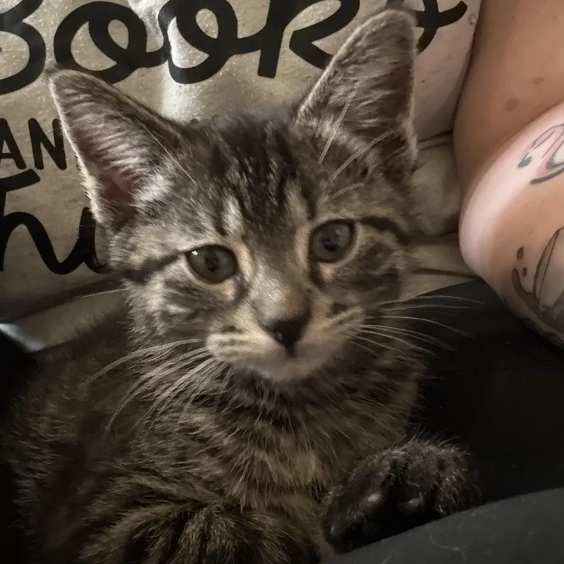 Lily thumbnail 3
