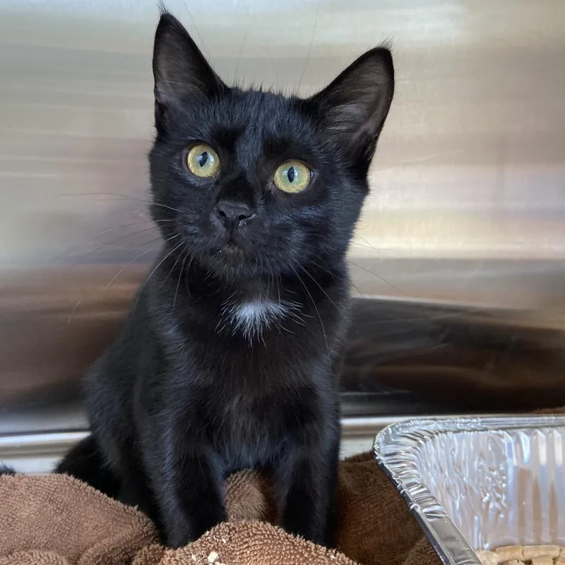 A baby small-sized female Black Domestic Short Hair cat named Slushie for adoption in Greensboro, NC