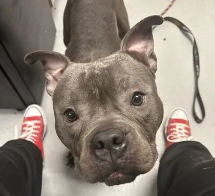 The Notorious D.O.G.