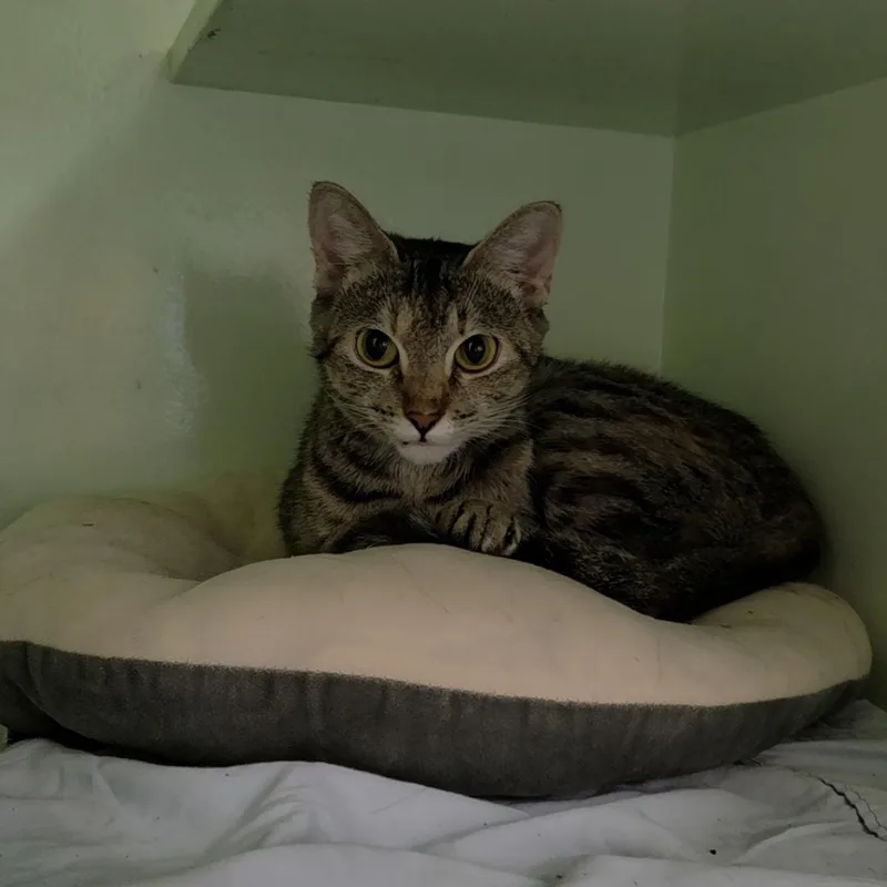 A baby medium-sized female Tabby (Brown / Chocolate) Domestic Short Hair cat named Mars for adoption in Charleston, SC