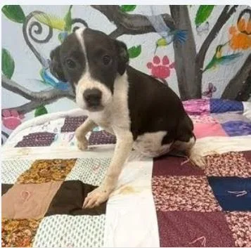 A baby medium-sized female Mixed Breed dog named Ida for adoption in West Chester, PA