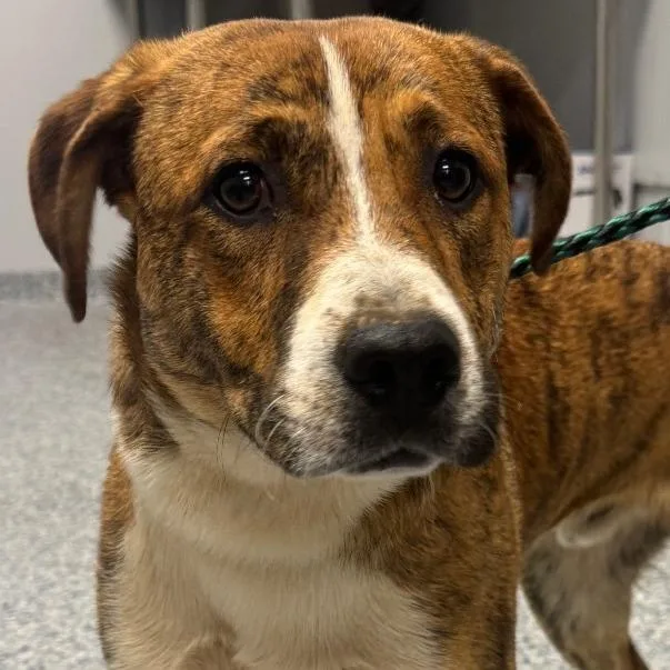 A young medium-sized male Brown / Chocolate Hound dog named Luigi for adoption in Greenville, SC