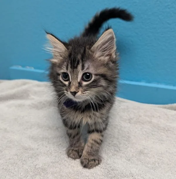 A baby small-sized female Domestic Long Hair cat named Zag for adoption in Escondido, CA