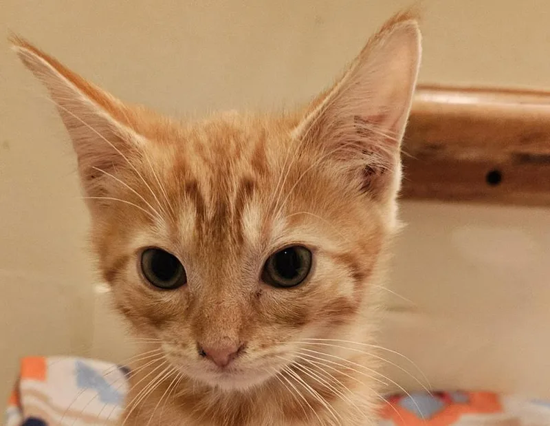 A young small-sized male Domestic Short Hair cat named James for adoption in Columbus, IN