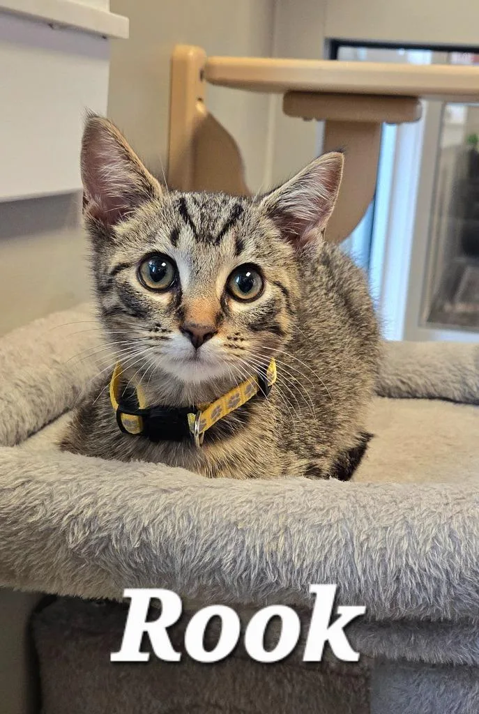 A baby small-sized male Domestic Short Hair cat named Rook for adoption in Sidney, OH