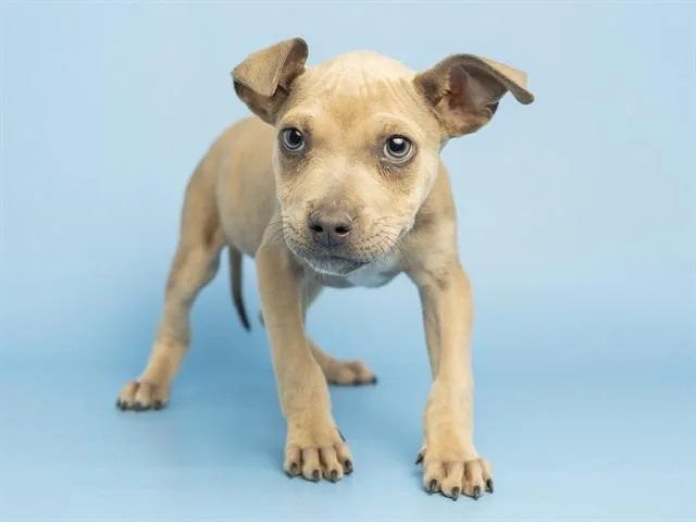 A baby small-sized male American Staffordshire Terrier dog named Dave for adoption in Phoenix, AZ