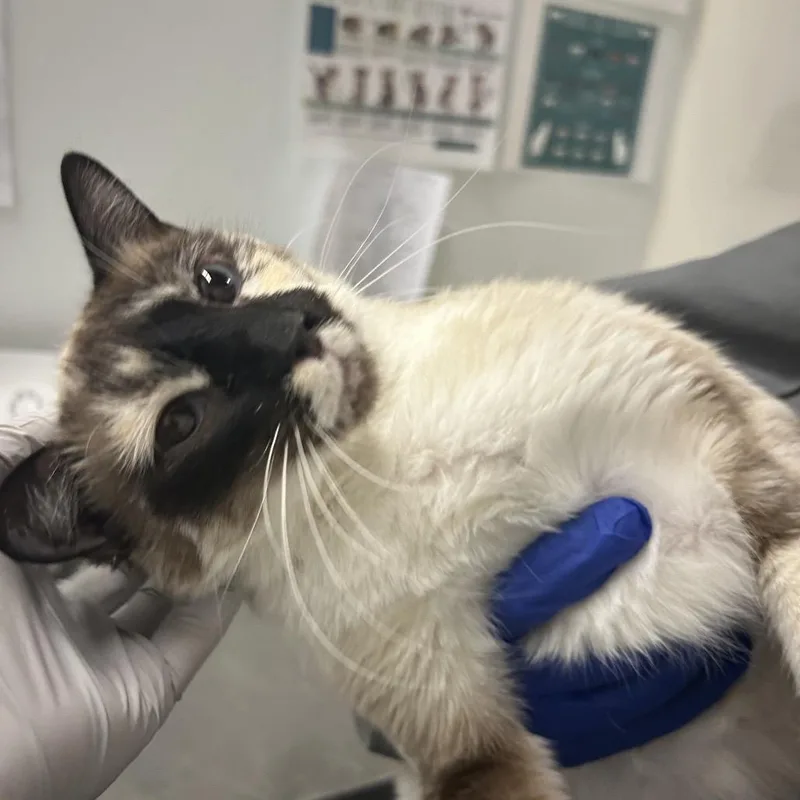 A young medium-sized female Tortoiseshell Domestic Short Hair cat named Glinda for adoption in Park City, UT