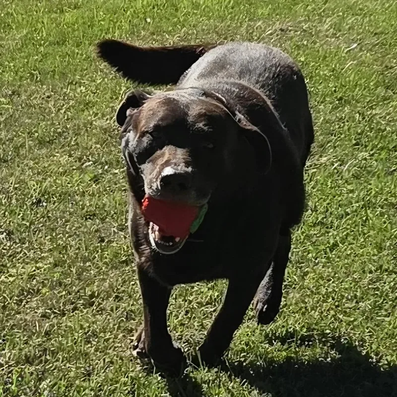 A senior medium-sized male Chocolate Labrador Retriever dog named Charley for adoption in Ridgely, MD