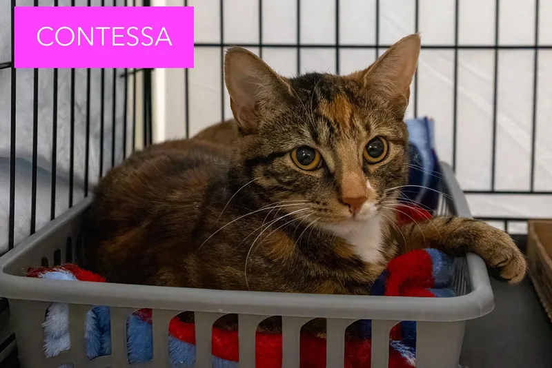 An adult medium-sized female Calico cat named Contessa for adoption in Greenville, DE