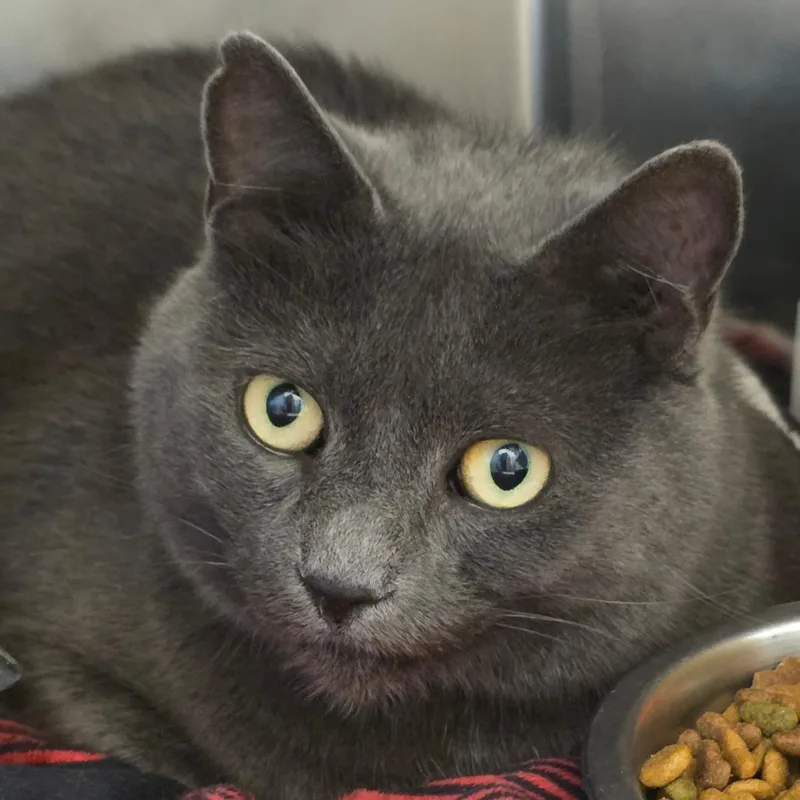 A senior small-sized female Gray / Blue / Silver Domestic Short Hair cat named Erza for adoption in Gloucester, VA