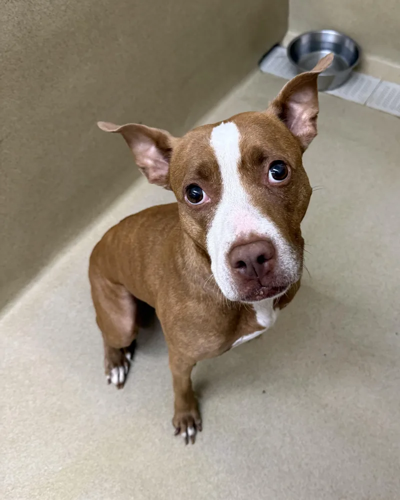 An adult medium-sized female White / Cream Pit Bull Terrier dog named Cali for adoption in Monroe, GA