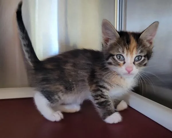 A baby small-sized female Domestic Short Hair cat named Dollop for adoption in Kennewick, WA