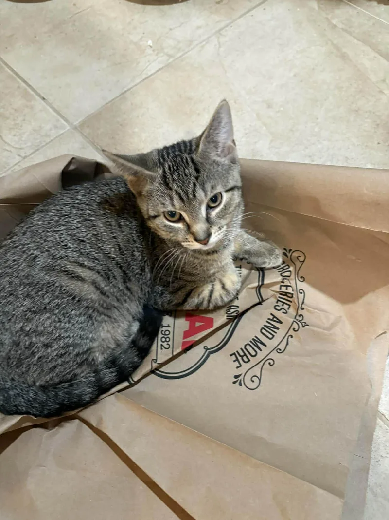 A baby small-sized male Tabby (Brown / Chocolate) Domestic Short Hair cat named Buster for adoption in Syosset, NY