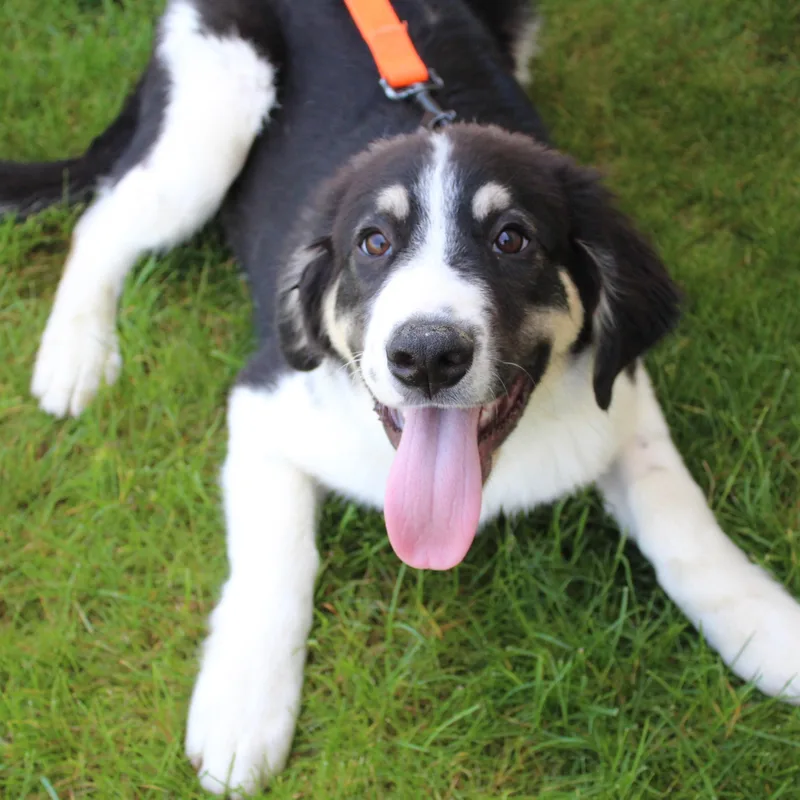 A baby large-sized male Apricot / Beige Great Pyrenees dog named Kandor for adoption in Eaton, OH
