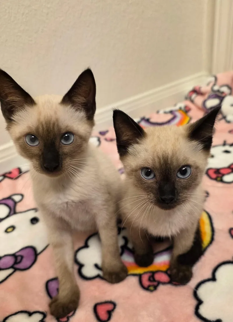 A baby medium-sized male Chocolate Point Domestic Short Hair cat named Lavender for adoption in Pearland, TX