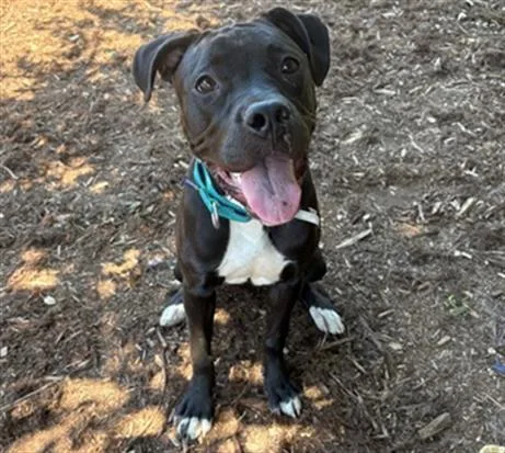 A young medium-sized female Pit Bull Terrier dog named Boston Tea for adoption in Denver, CO