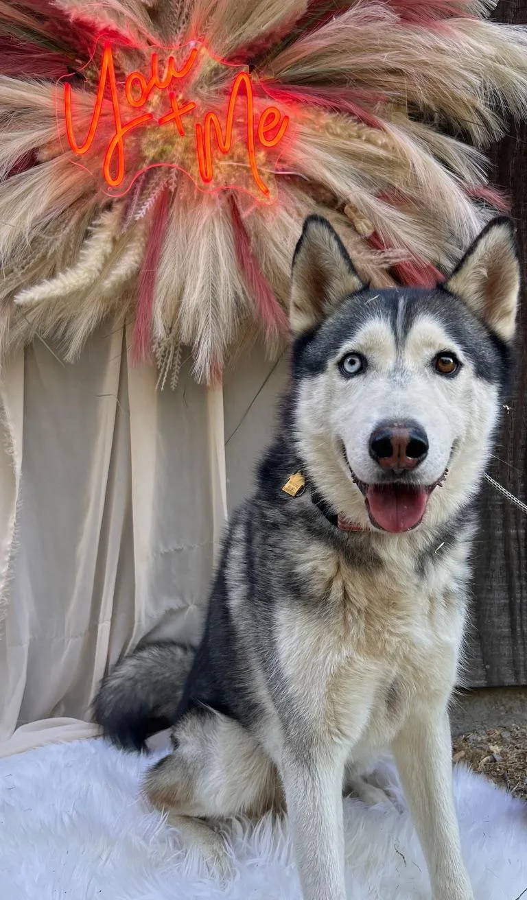 An adult large-sized male Husky dog named Harley for adoption in Templeton, CA