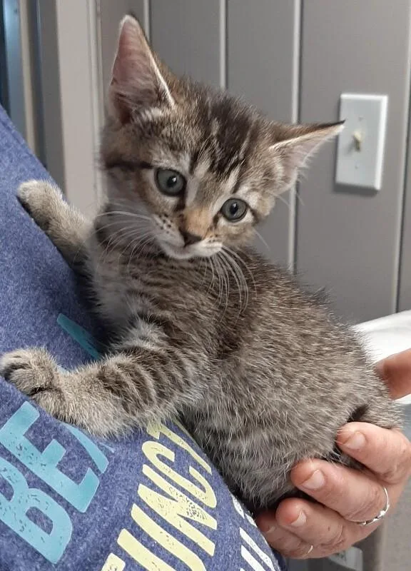 A baby medium-sized female Tabby (Brown / Chocolate) Domestic Medium Hair cat named LuvBug for adoption in Georgetown, OH