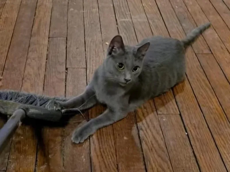 Pawl Mccartney thumbnail 3