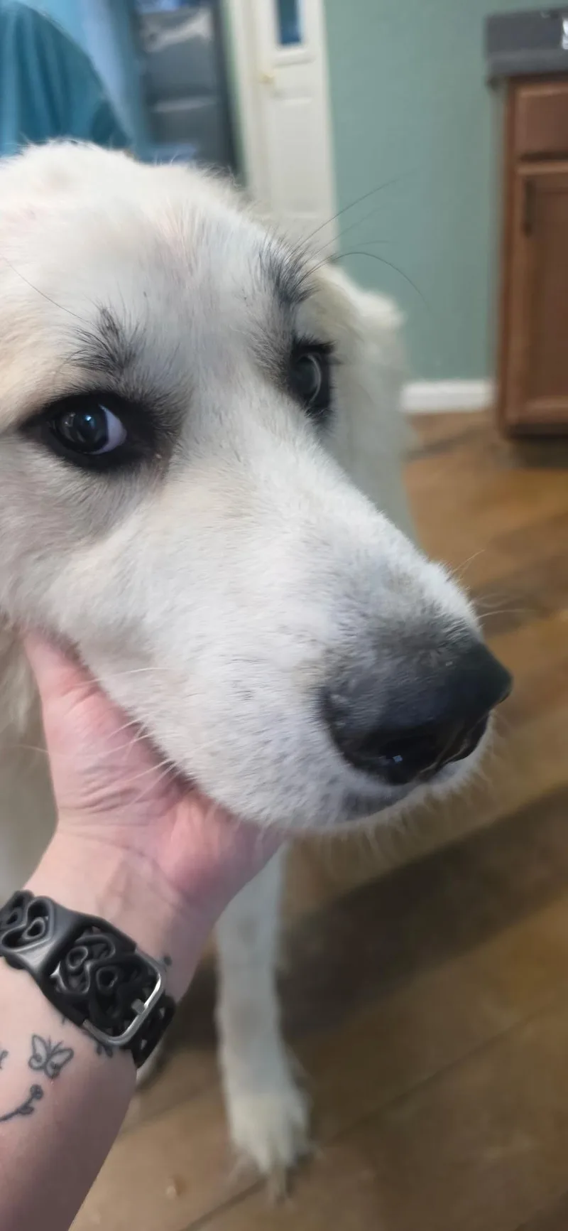 A young large-sized male Great Pyrenees dog named Rylie Neglected boy full for adoption in Conway, SC