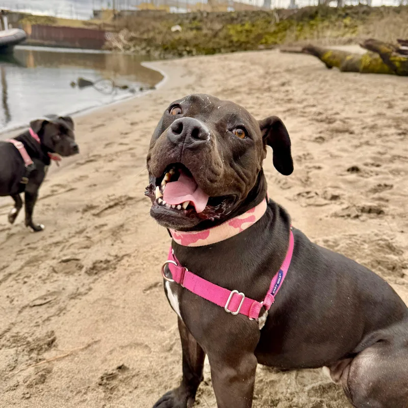 An adult large-sized female Black American Staffordshire Terrier dog named Dottie for adoption in Spring, TX