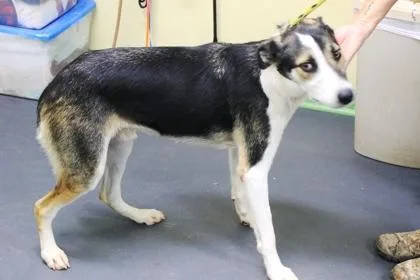 A young large-sized male Terrier dog named Bow for adoption in Picayune, MS
