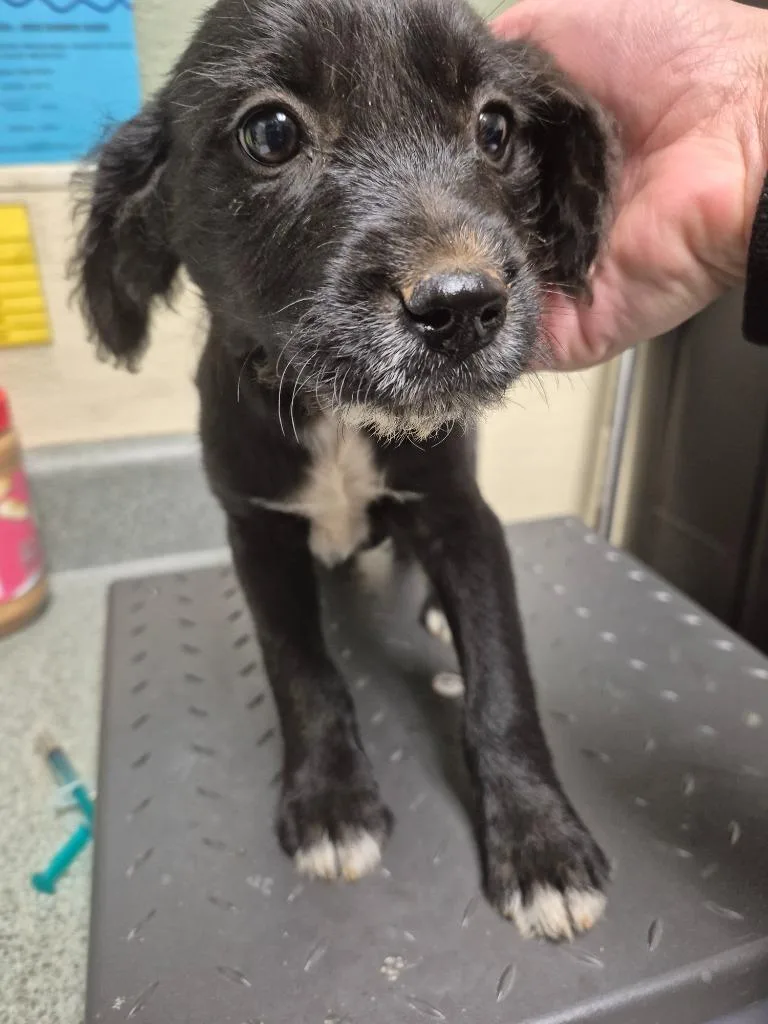 A baby small-sized male Mixed Breed dog named Glade for adoption in Ellijay, GA