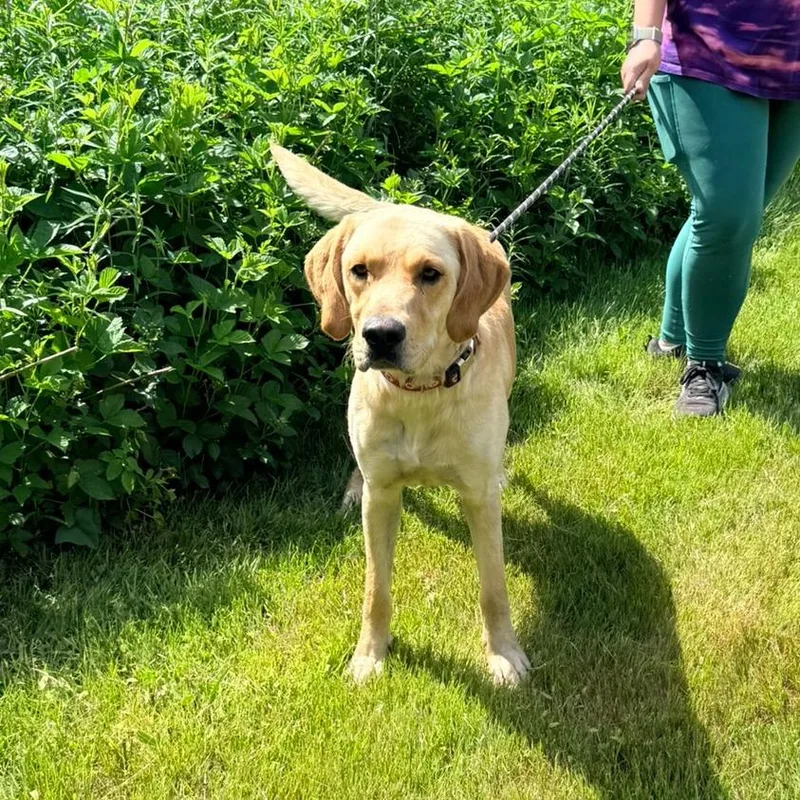 An adult large-sized male Golden Retriever dog named CT McCulley for adoption in Stormville, NY