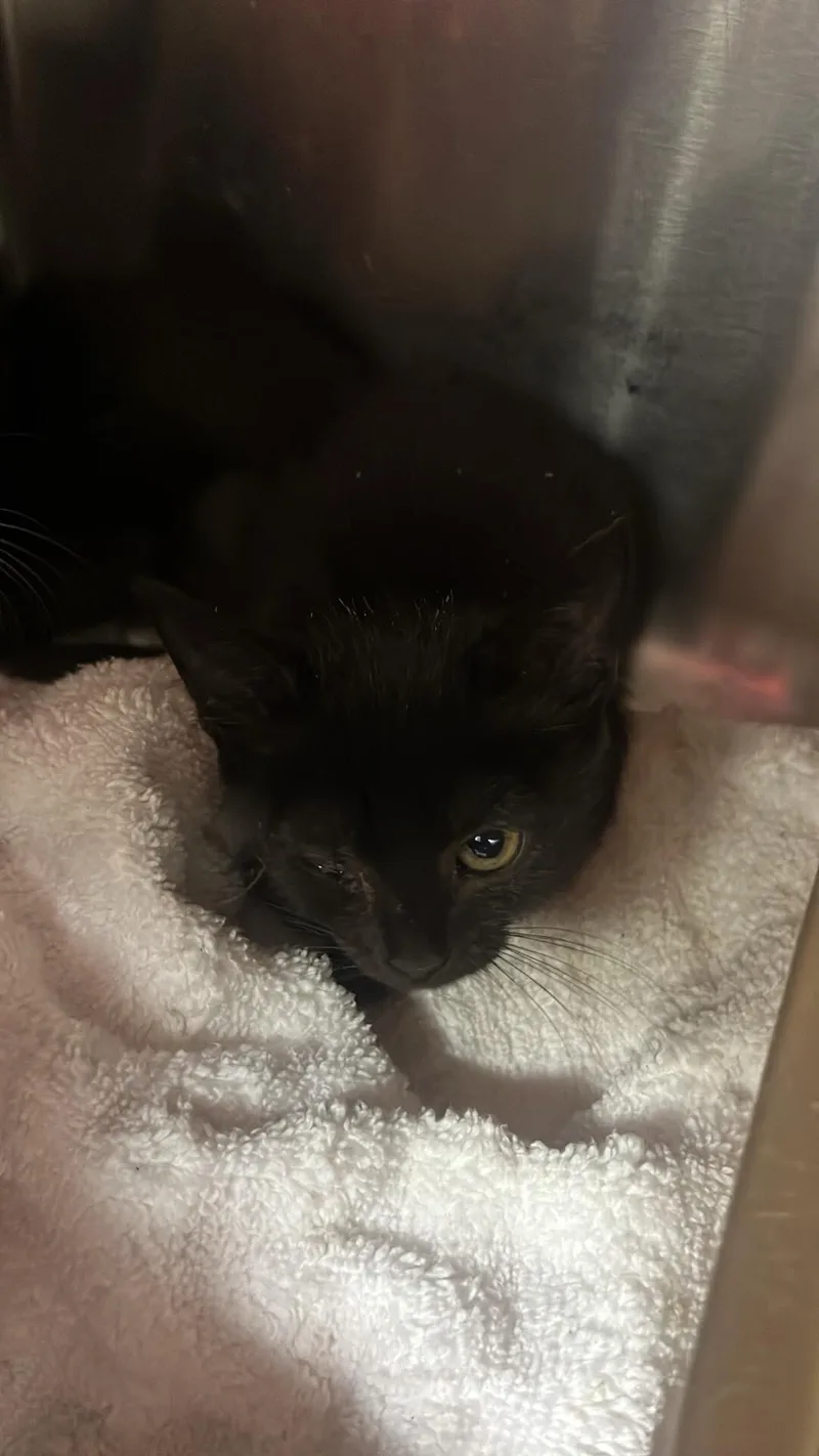 An adult medium-sized female Domestic Short Hair cat named Boo for adoption in Burgaw, NC