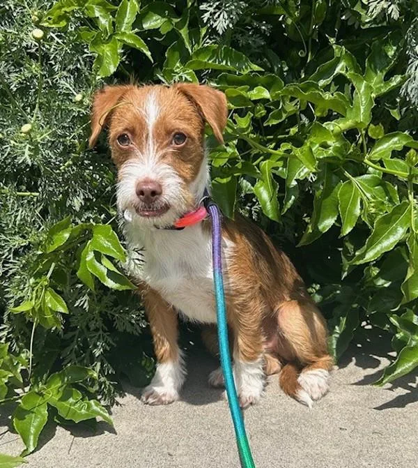 A young small-sized female Terrier dog named Malia for adoption in Oceanside, CA