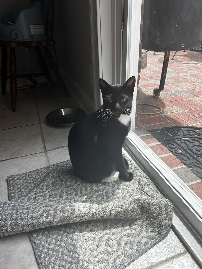 An adult medium-sized male American Shorthair cat named Tux for adoption in Marvin, NC