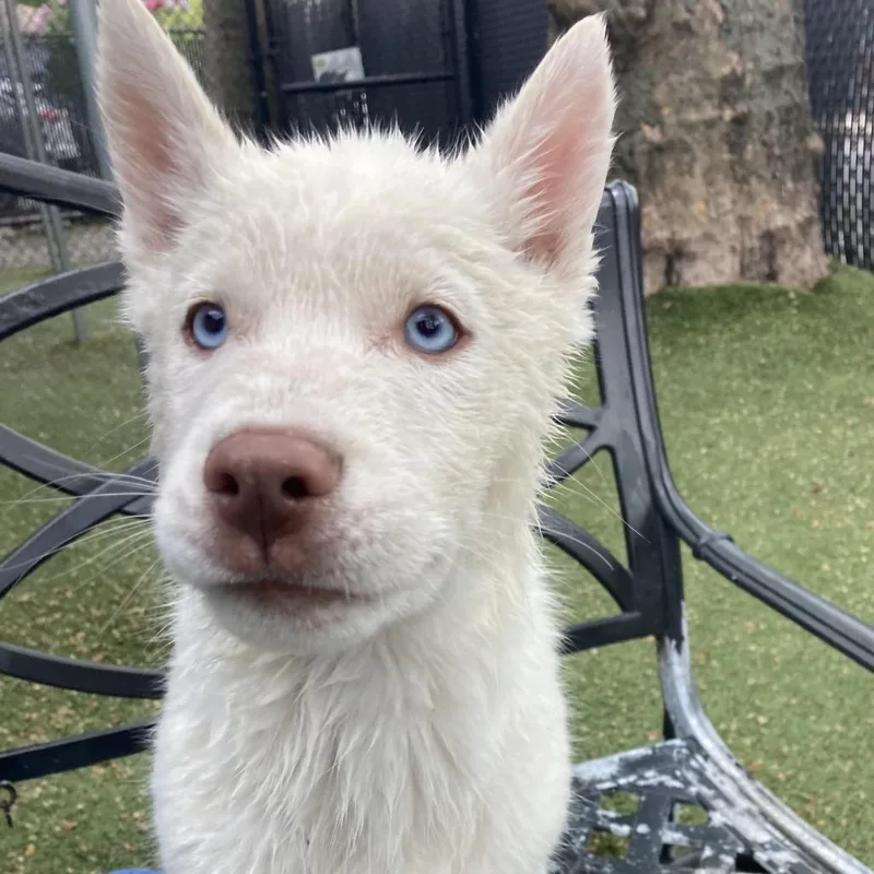 A baby small-sized male White / Cream Husky dog named Frittata for adoption in Providence, RI