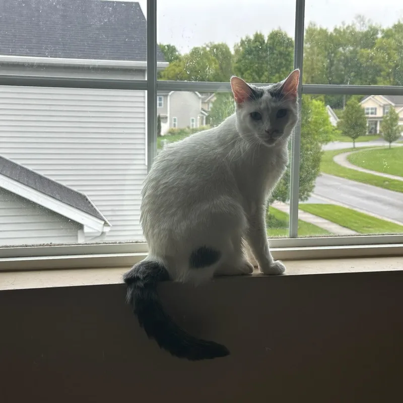 An adult medium-sized female Domestic Short Hair cat named Mama Bear for adoption in Honeoye, NY