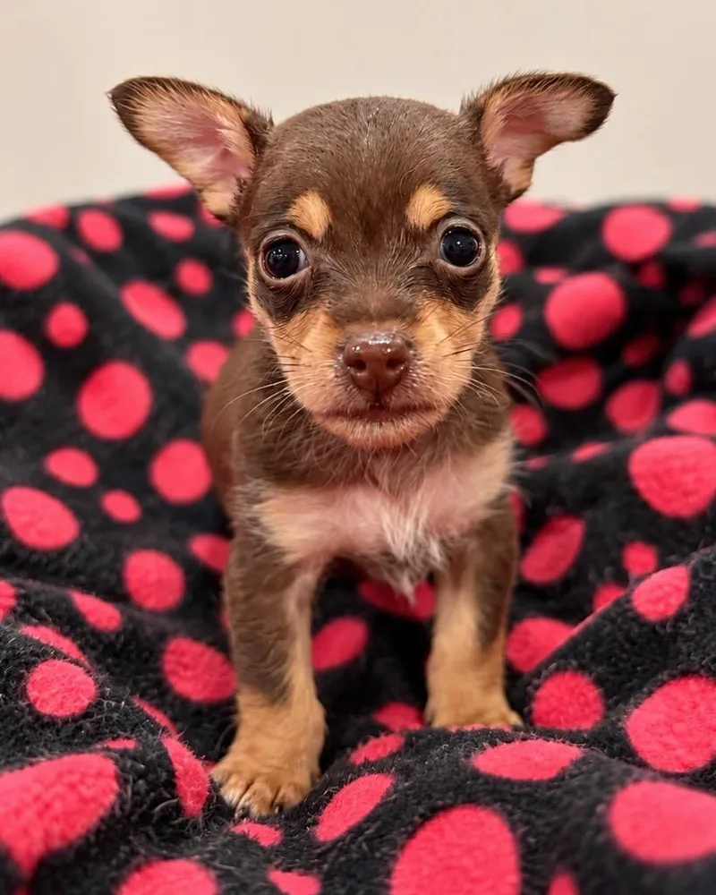 A baby small-sized female Chihuahua dog named Mallory for adoption in Reno, NV