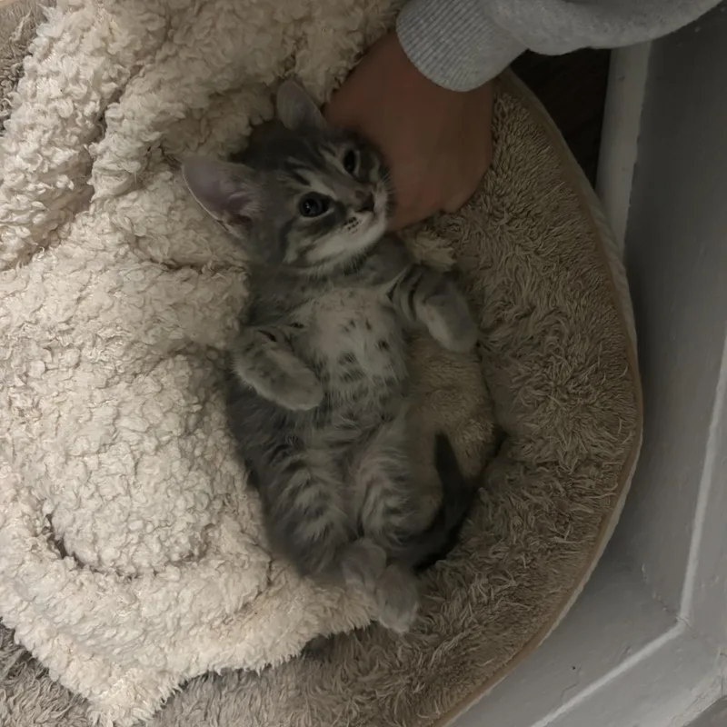 A baby medium-sized female Tabby (Gray / Blue / Silver) Domestic Short Hair cat named Lucy for adoption in Columbia, MD