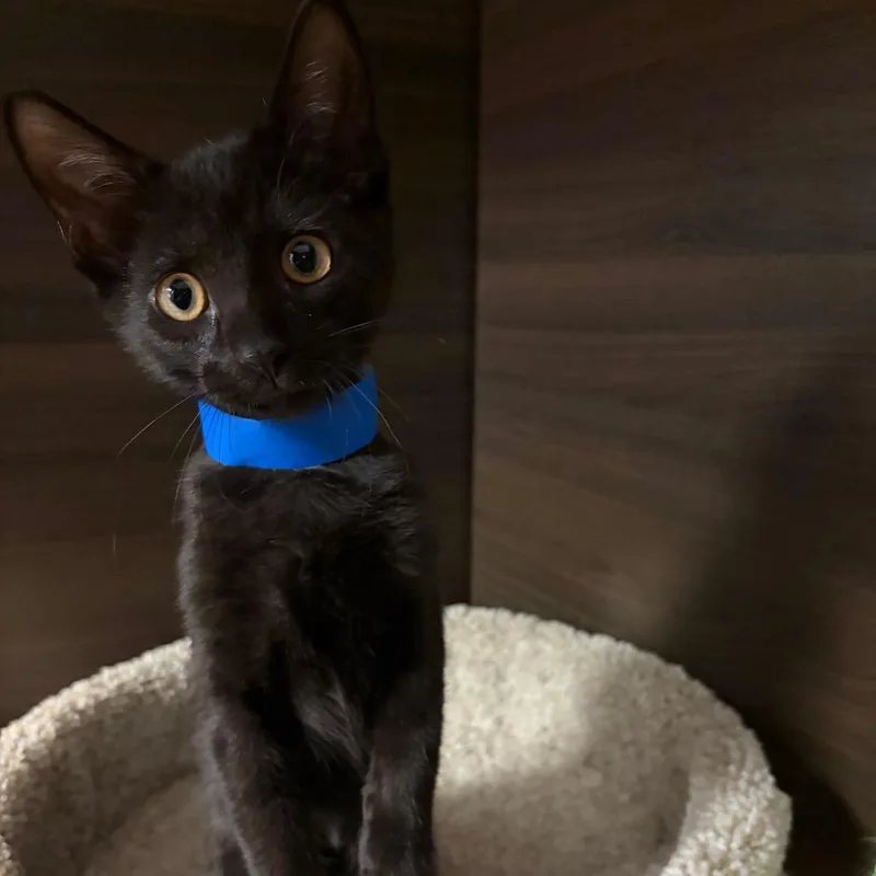 A baby small-sized male Black Domestic Short Hair cat named Pine for adoption in Hamburg, NY